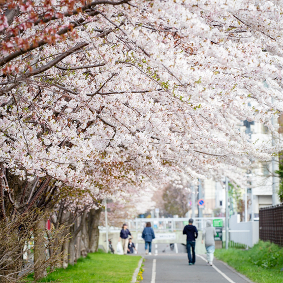 写真：桜並木