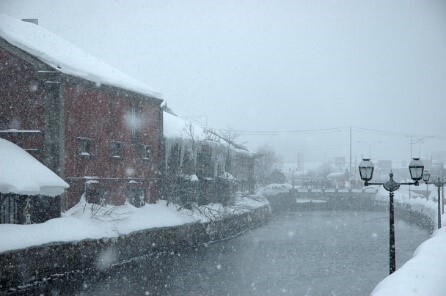 カメムシが大量発生すると大雪が降るってホント？