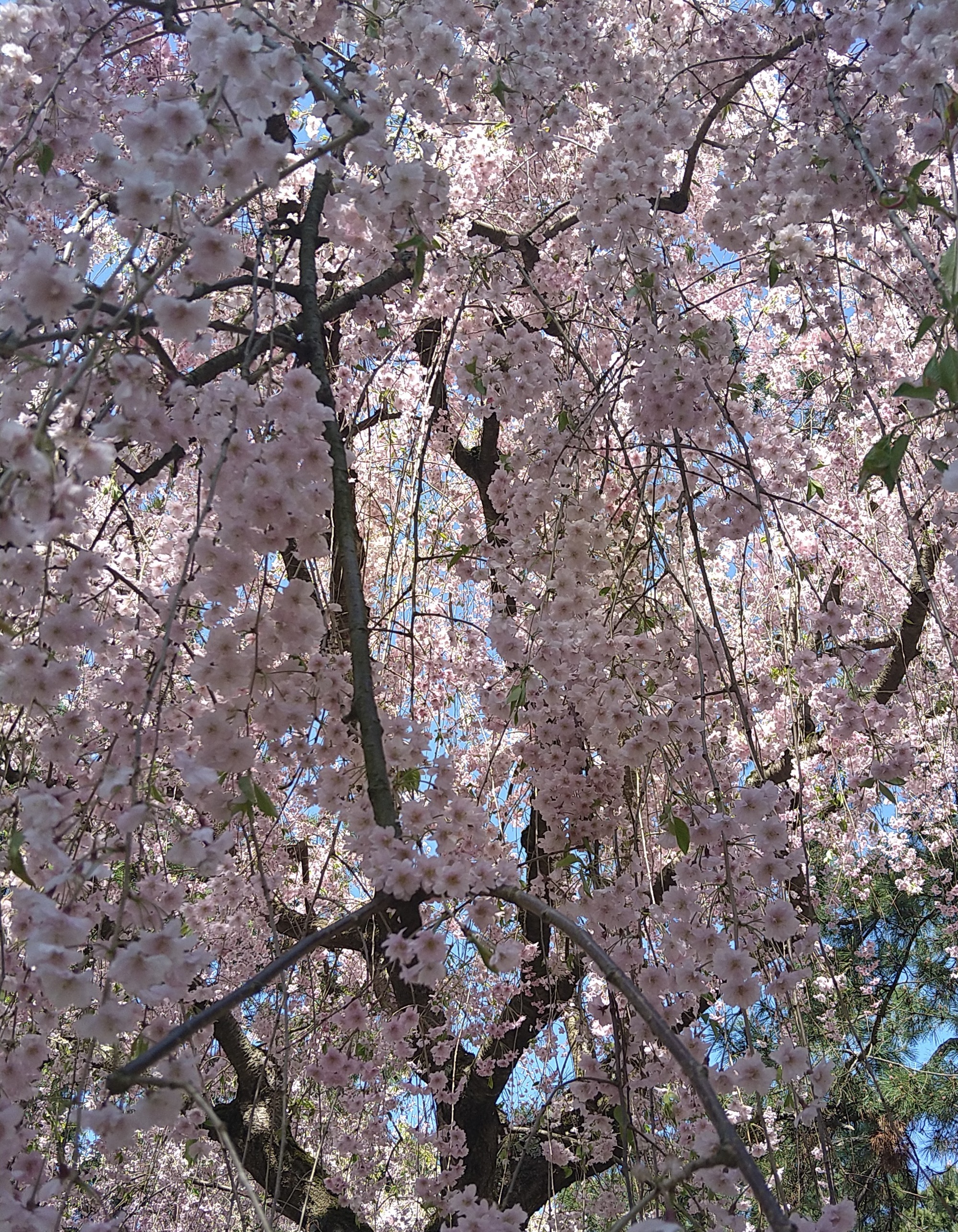 しだれ桜