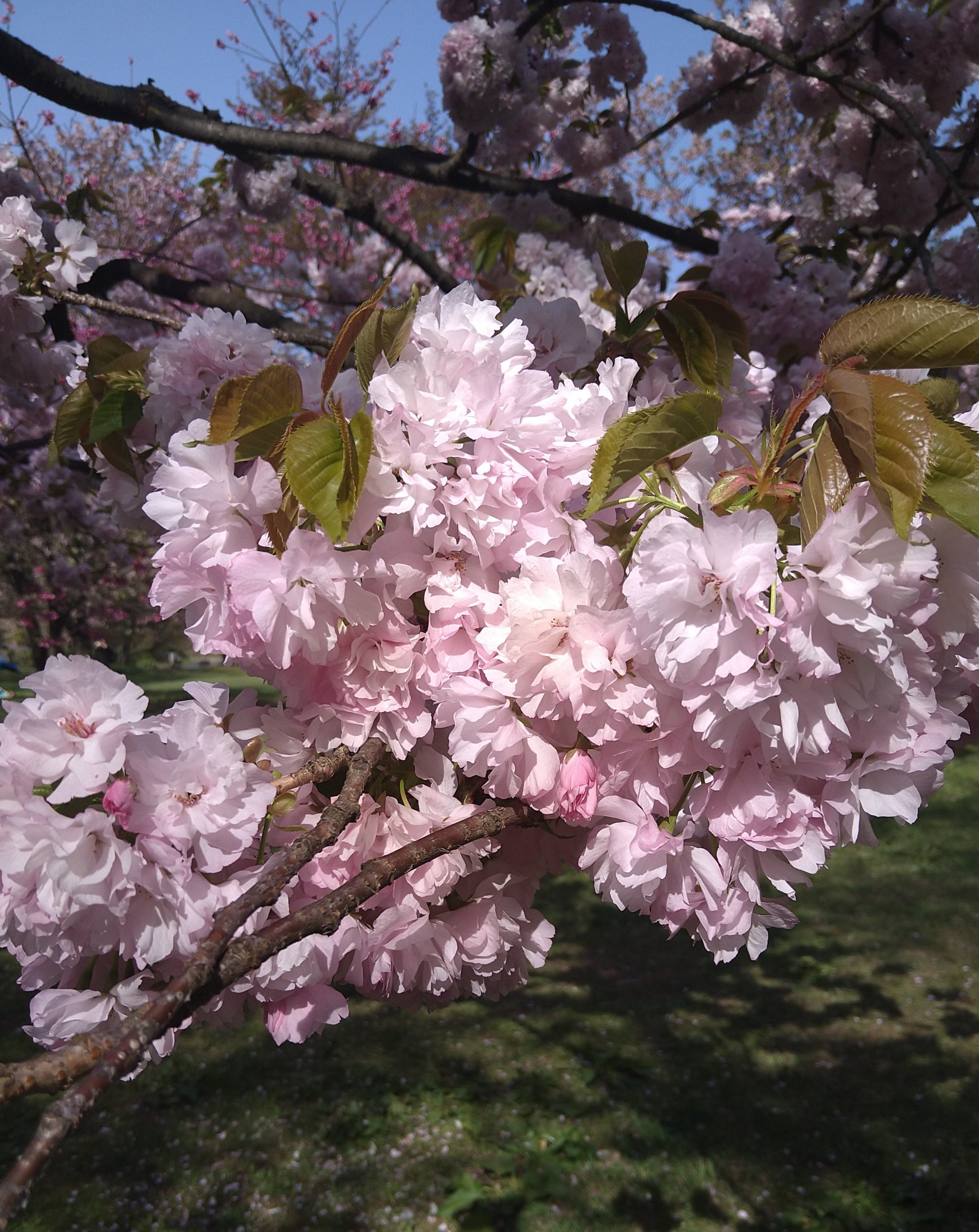 八重桜