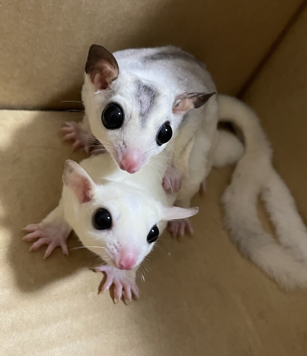 フクロモモンガ