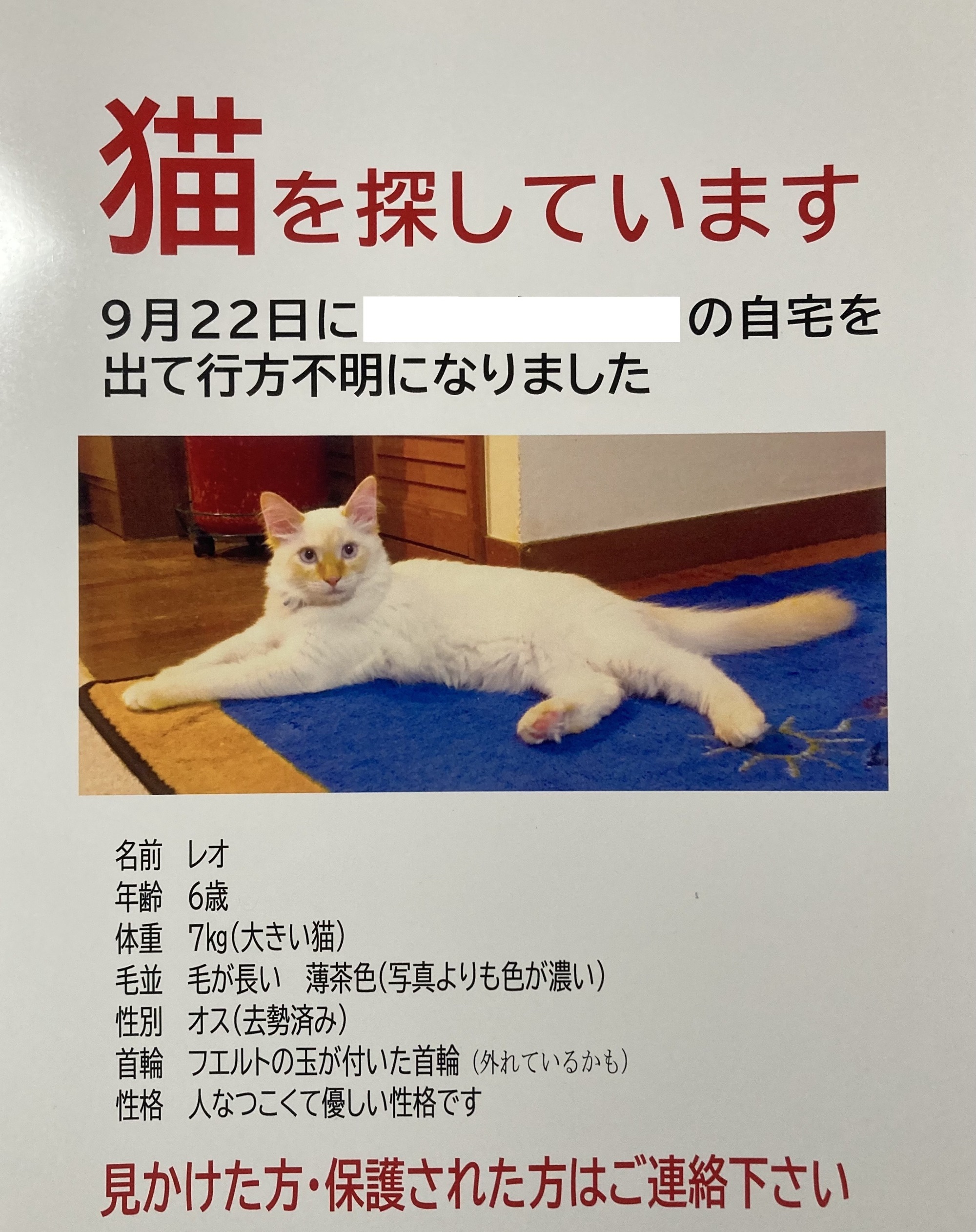 帰って来た迷い猫