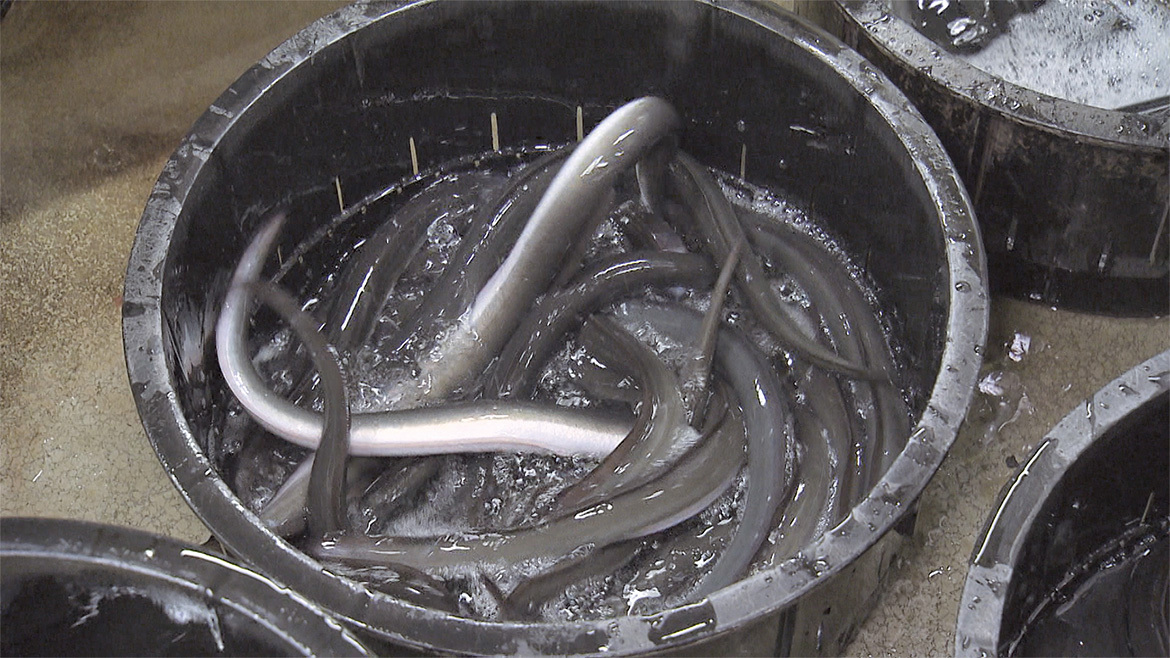 鮮度が売り。夏場は毎日仕入れる